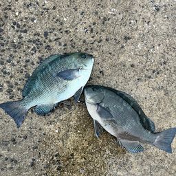 クチブトグレ