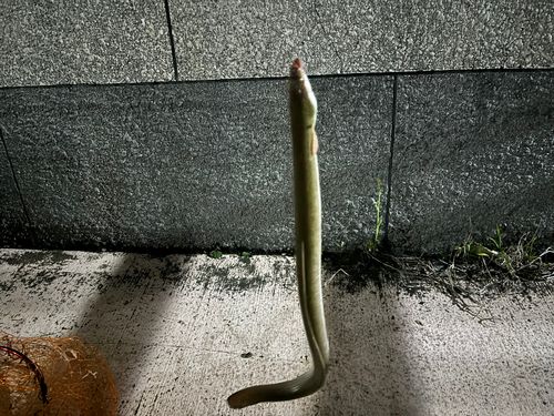 ウナギの釣果