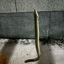 ウナギ