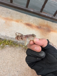 イトヒキハゼの釣果