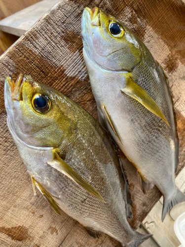 イサキの釣果