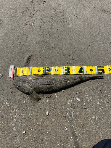 マゴチの釣果