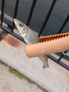 キスの釣果
