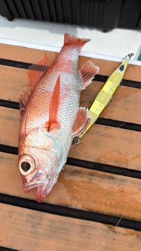 アカムツの釣果