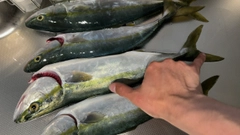 フクラギの釣果