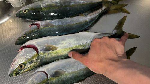 フクラギの釣果