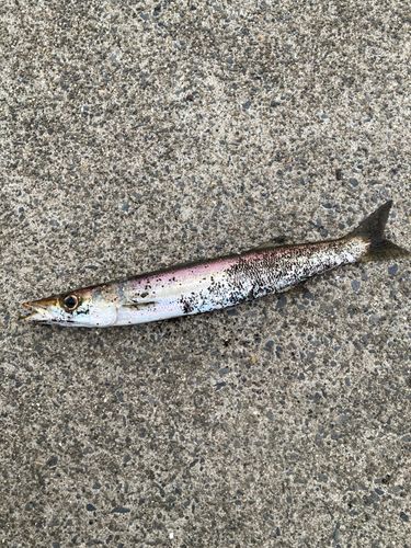 カマスの釣果