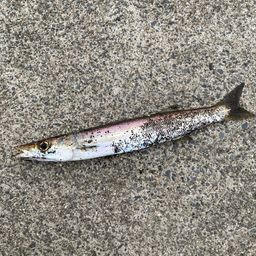 カマス