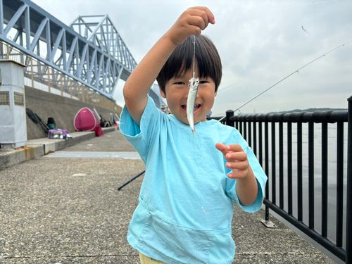 カタクチイワシ