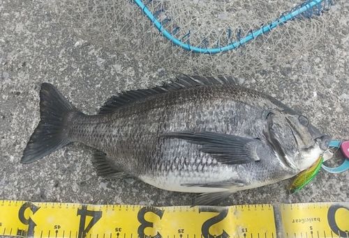 チヌの釣果