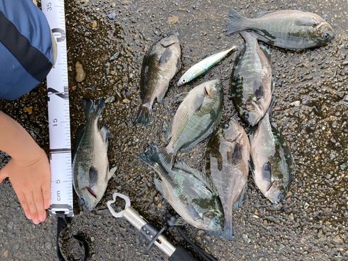 グレの釣果