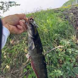 ナマズ