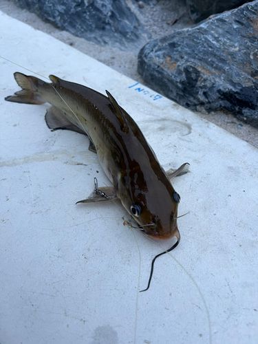 アメリカナマズ