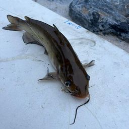 アメリカナマズ