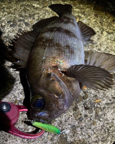 メバルの釣果