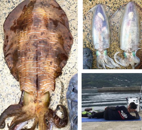 アオリイカの釣果