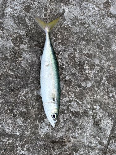 サバ