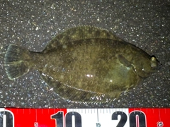 クロガシラガレイの釣果