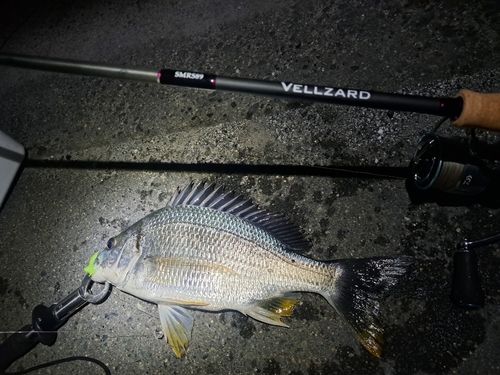 キビレの釣果