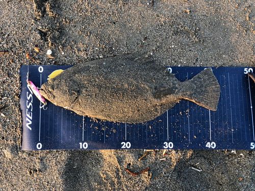 ヒラメの釣果