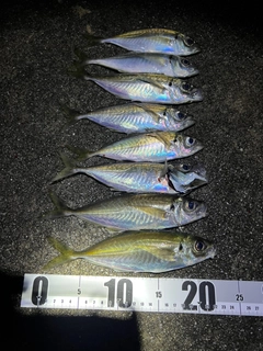 アジの釣果