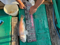 シロアマダイの釣果