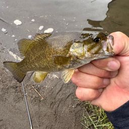 スモールマウスバス