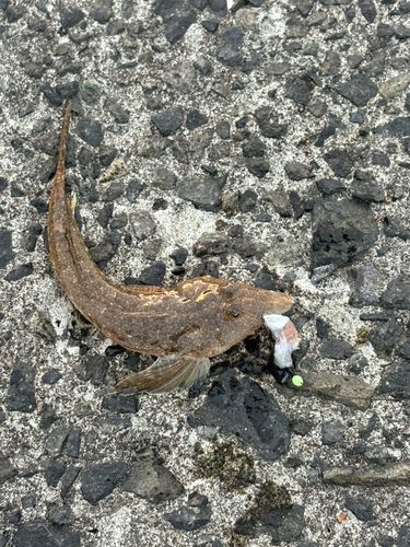 クサフグの釣果