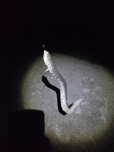 ウナギの釣果