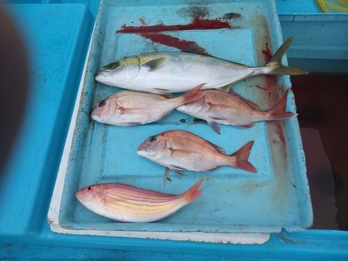 マダイの釣果