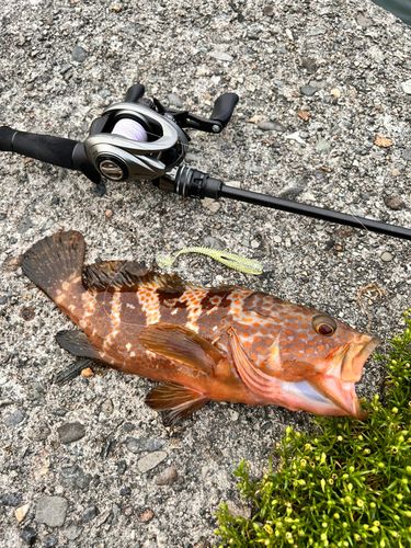 キジハタの釣果