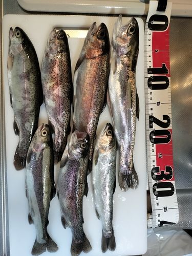 ニジマスの釣果