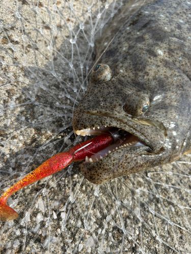 ヒラメの釣果