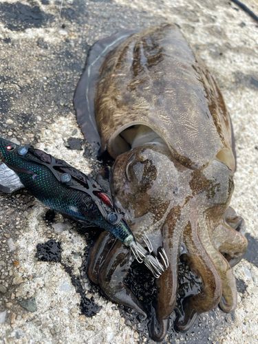 モンゴウイカの釣果