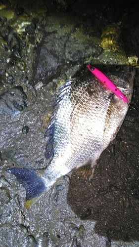 釣果