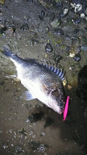 釣果
