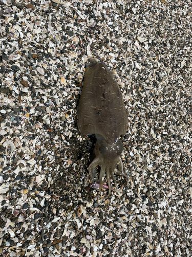 コウイカの釣果