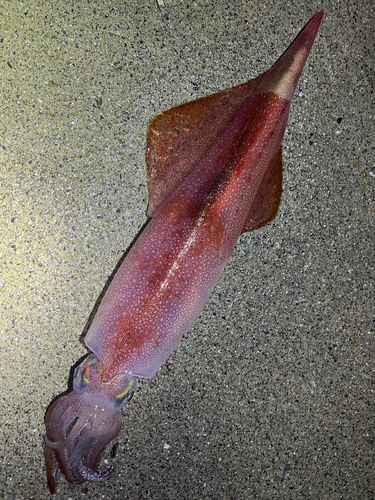 アカイカの釣果