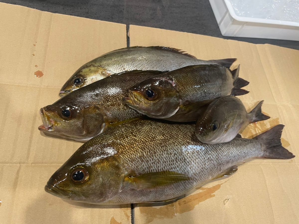 peipeipeiさんの釣果 2枚目の画像