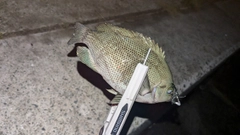 グレの釣果