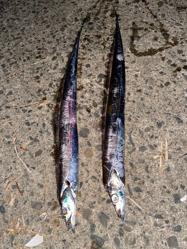 タチウオの釣果