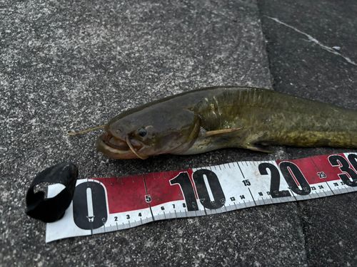 マナマズの釣果