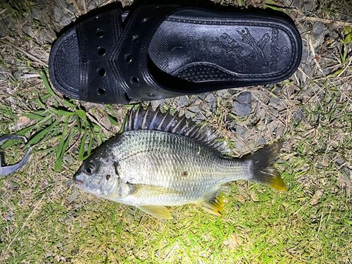 キビレの釣果