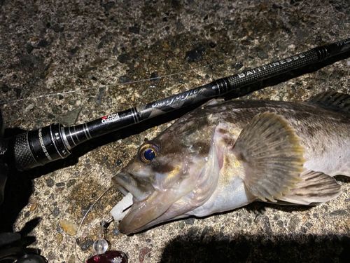 クロソイの釣果