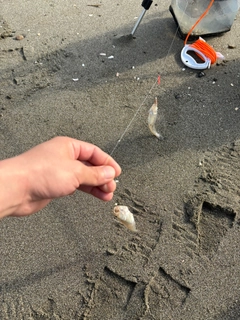キスの釣果