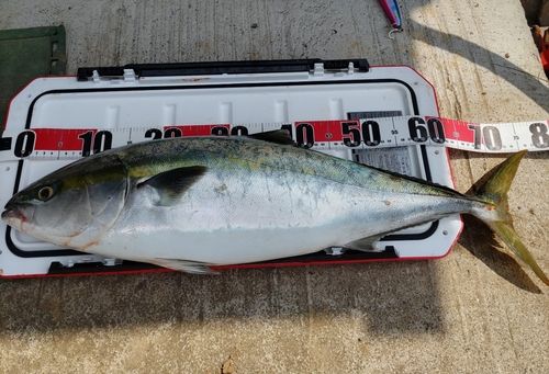 ワラサの釣果