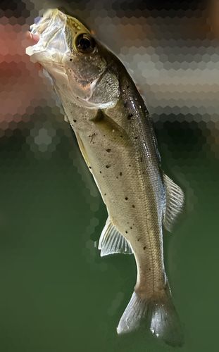 セイゴ（マルスズキ）