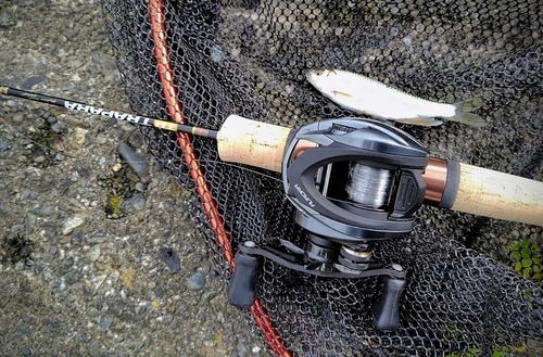 オイカワの釣果