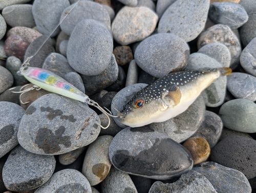 釣果