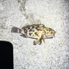 タケノコメバルの釣果